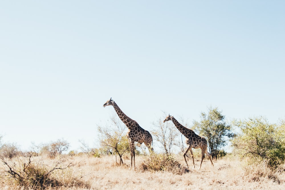 deux girafe brune sur le champ d’herbe brune