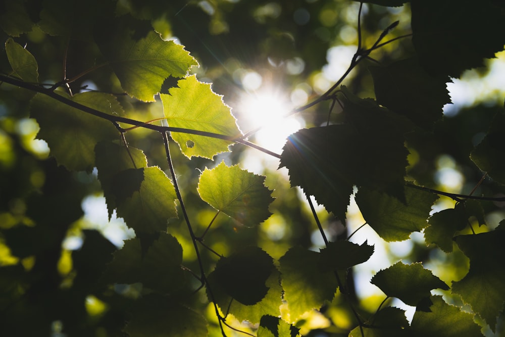 sunlight across green trees