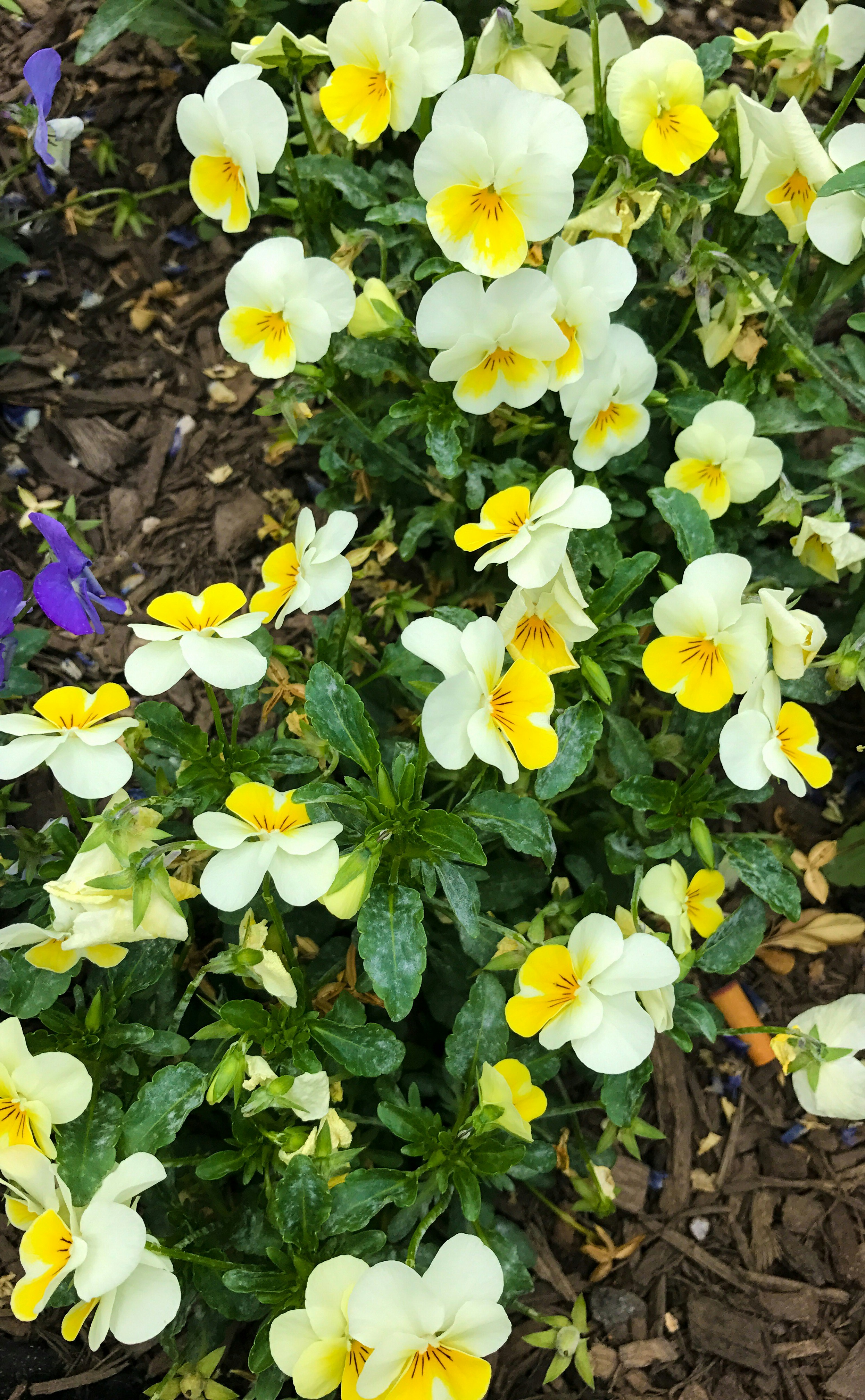 Free Unsplash photo from Jayar LaRoche