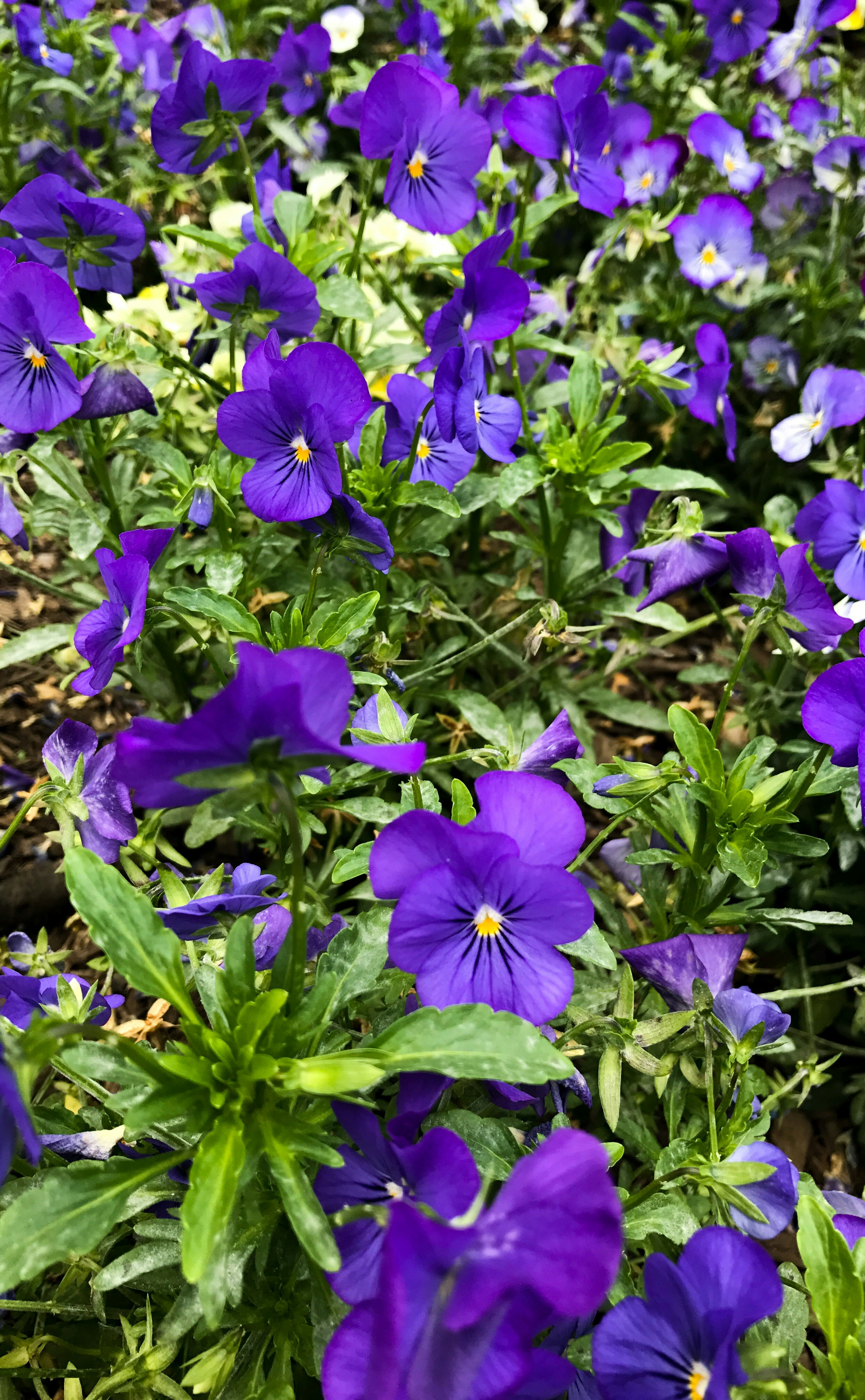 Free Unsplash photo from Jayar LaRoche