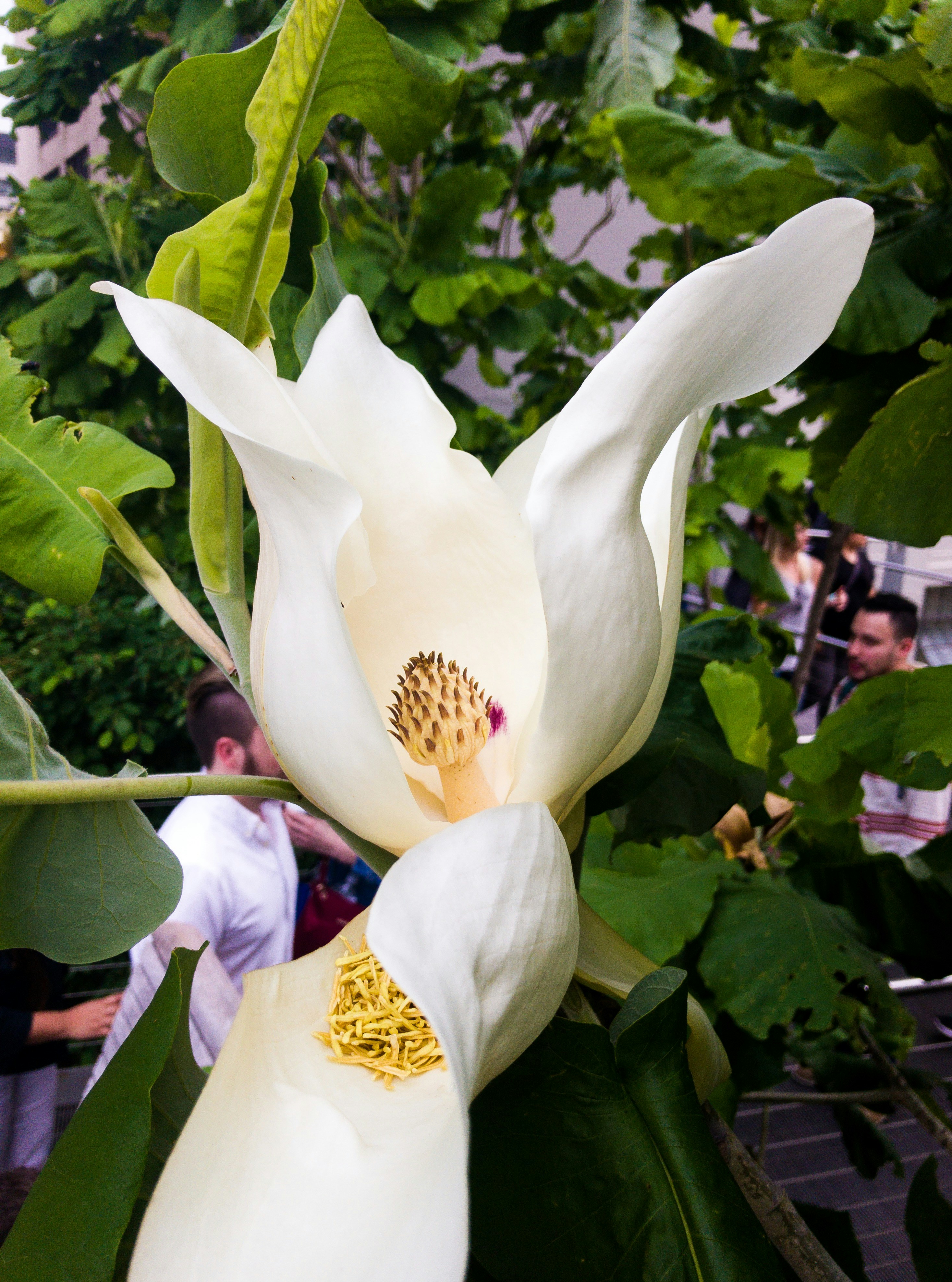 Free Unsplash photo from Jayar LaRoche