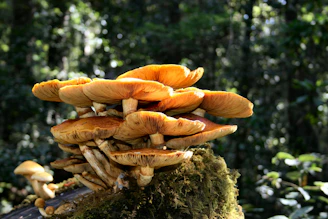 A cluster of colorful mushrooms growing on a mossy log in sunlight.