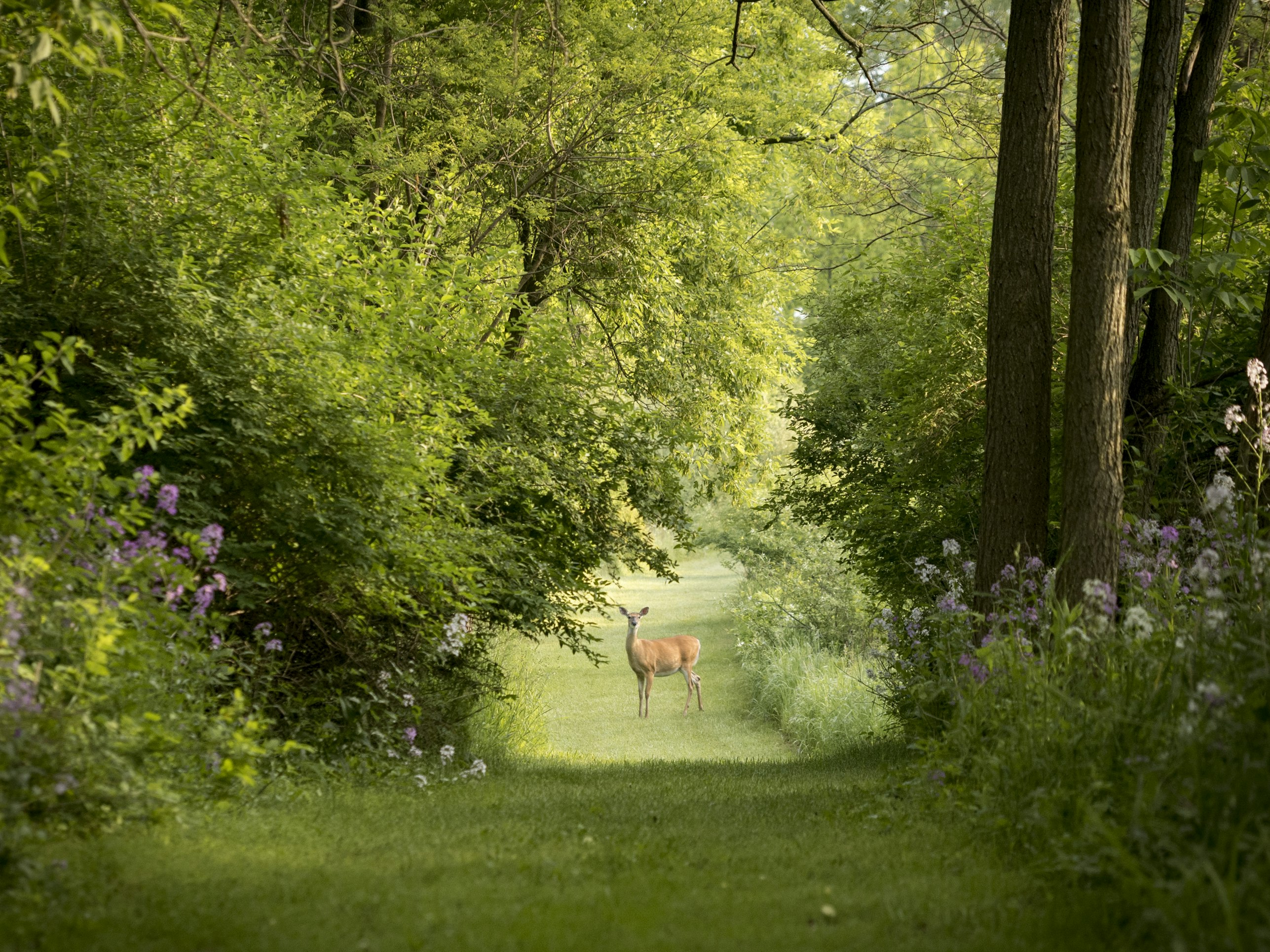 Longest-Known Deer Migration Is Near Jackson Hole