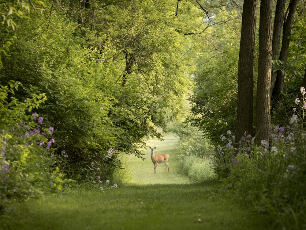 deer on grass field photography