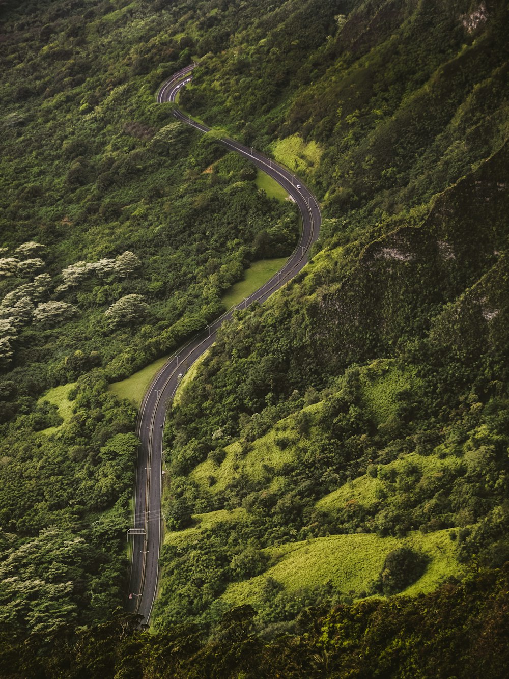 bird's eye view photography of concrete road between tall trees