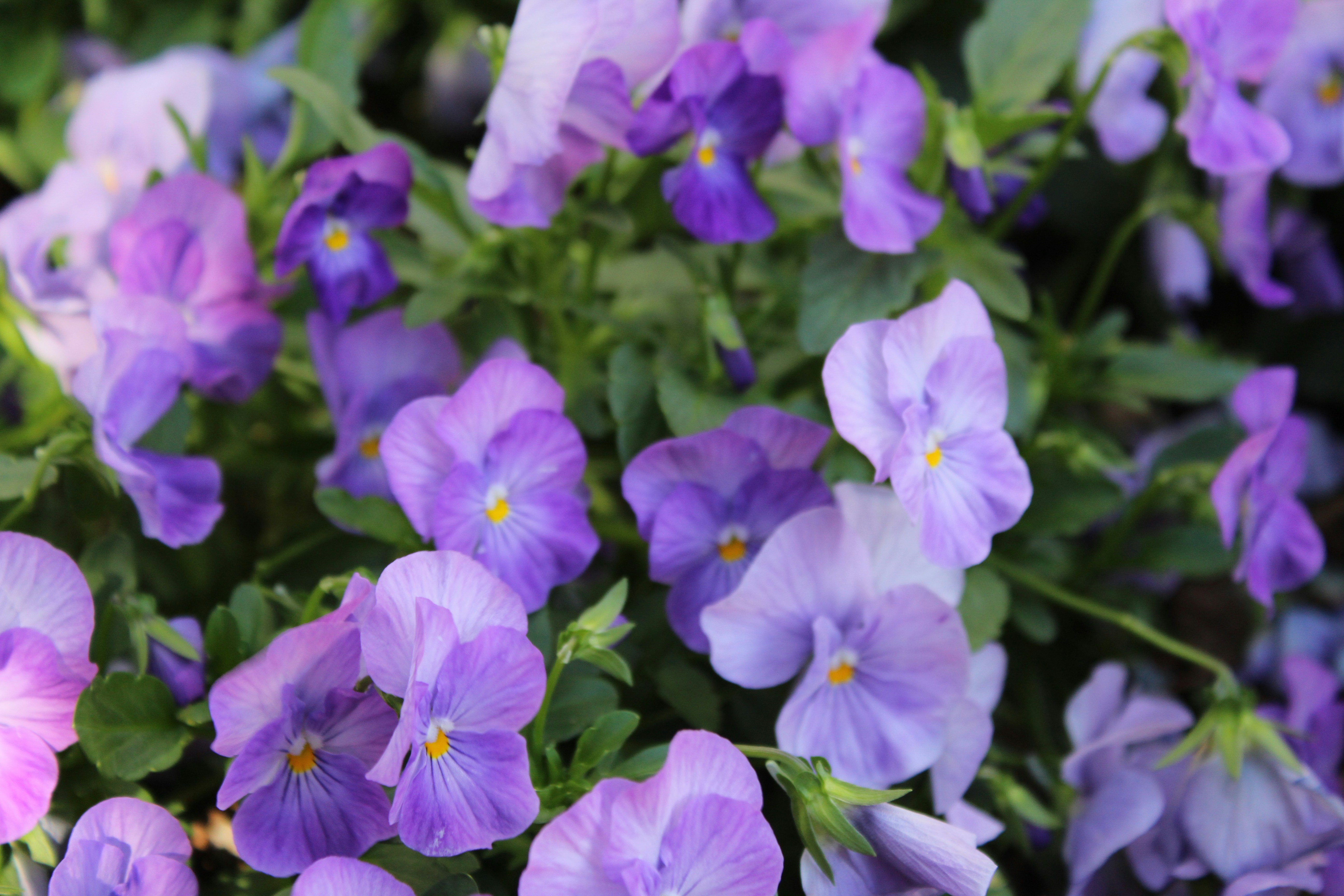 Free Unsplash photo from Otman Licona