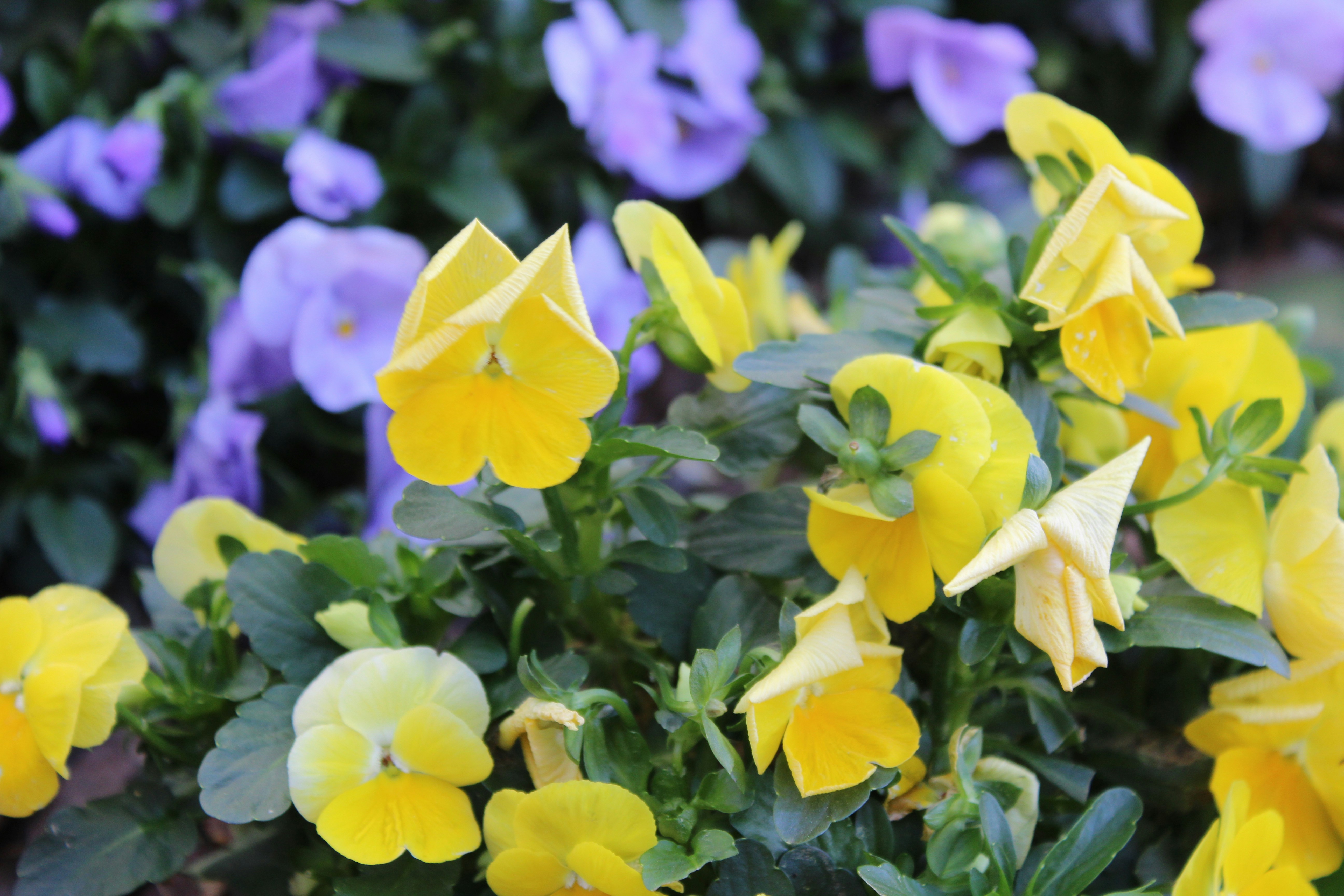 Free Unsplash photo from Otman Licona