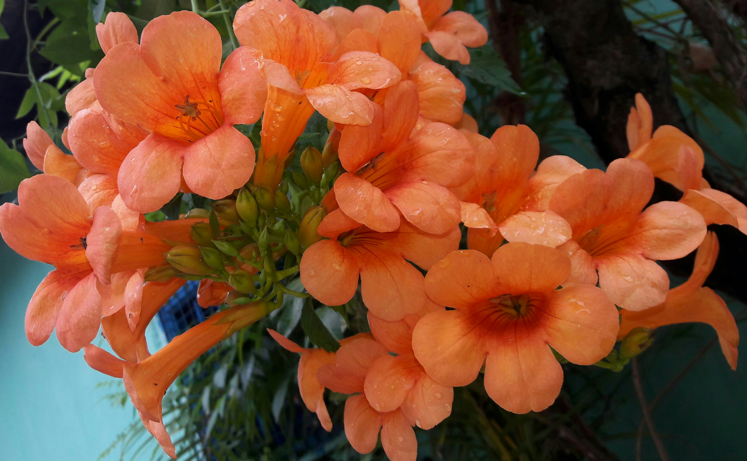 Free Unsplash photo from santosh sahoo