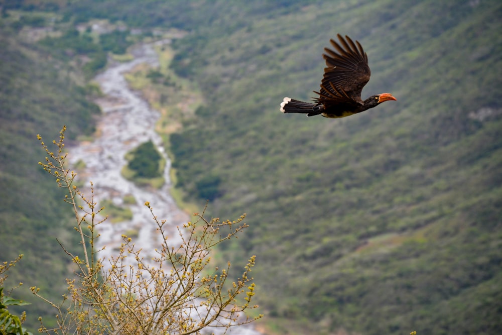 black flying bird above green mountains