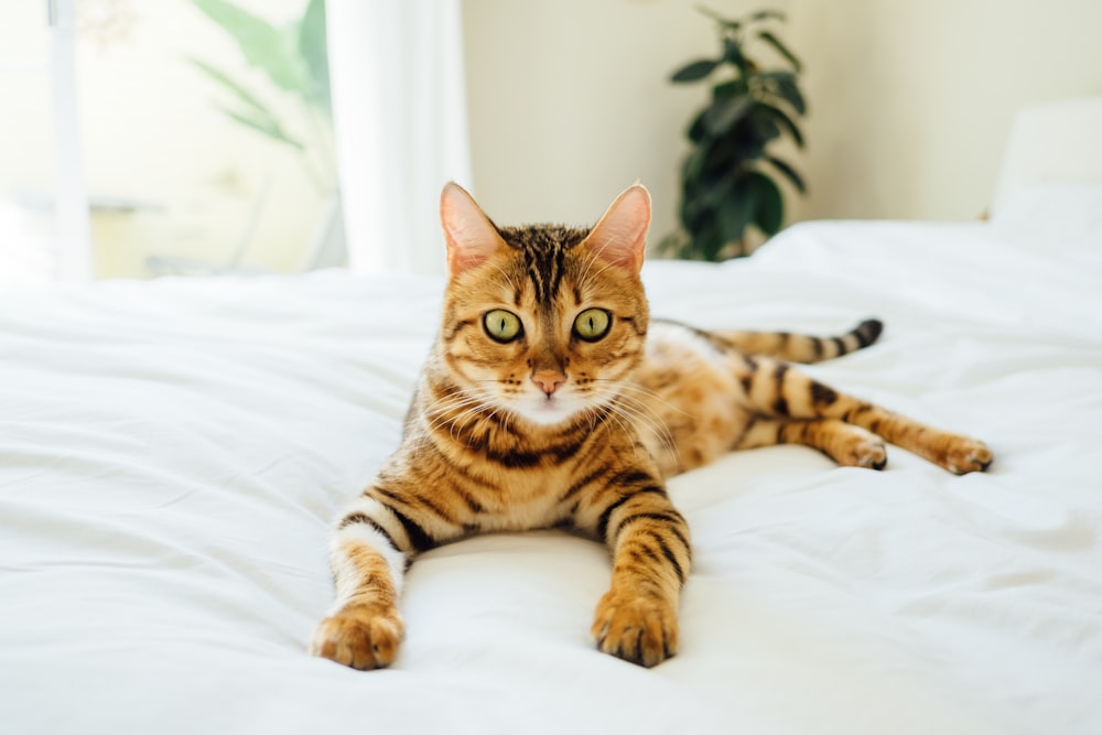 brown and black tabby cat on white comforter