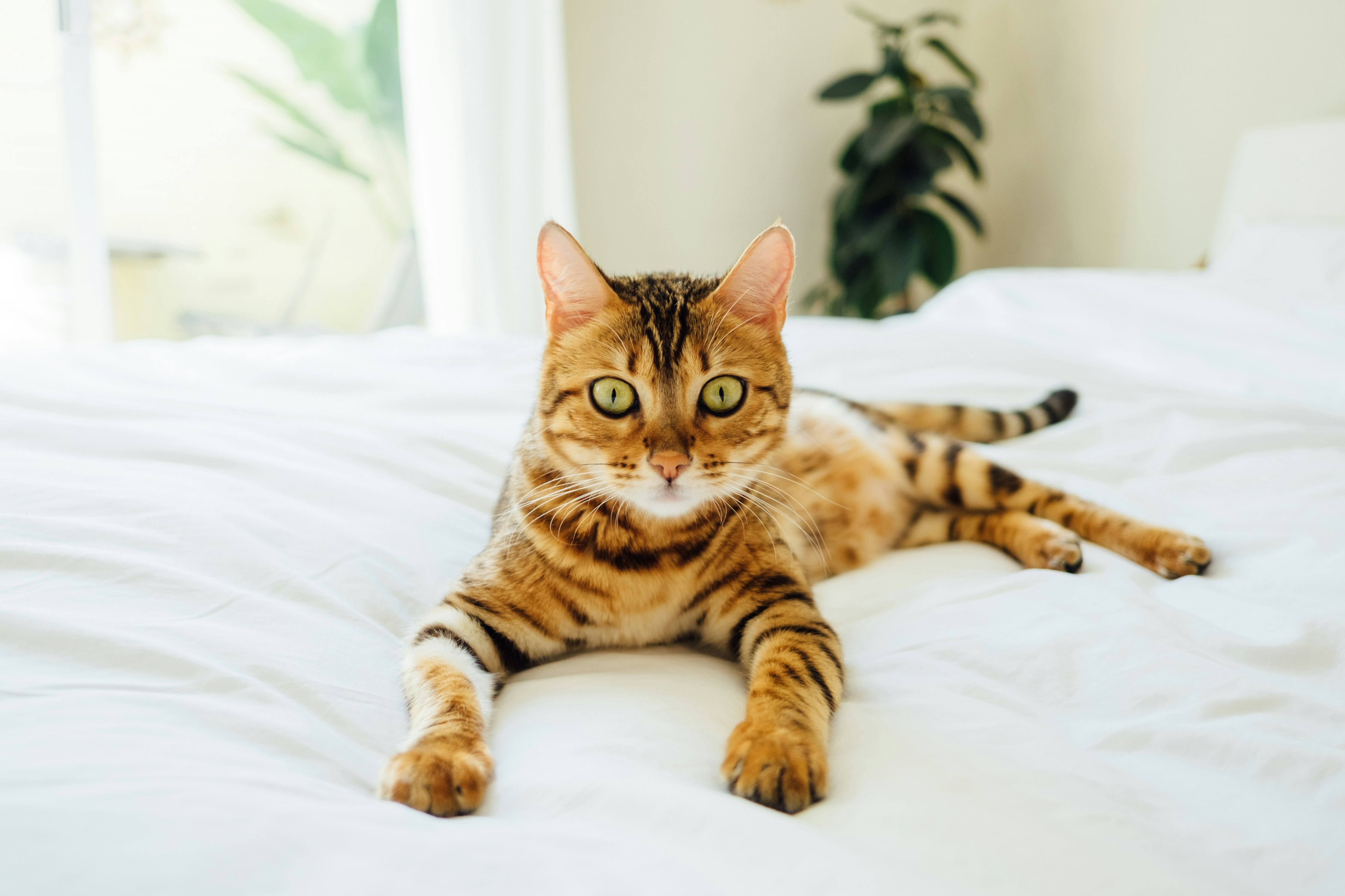 brown and black tabby cat on white comforter