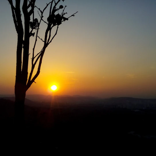 A golden sunset over an Australian outback landscape with silhouetted eucalyptus trees and distant hills.