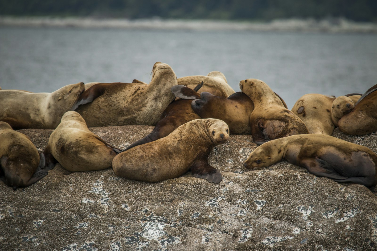 Sigma 150-500mm F5-6.3 DG OS HSM sample photo. Herd of seals photography