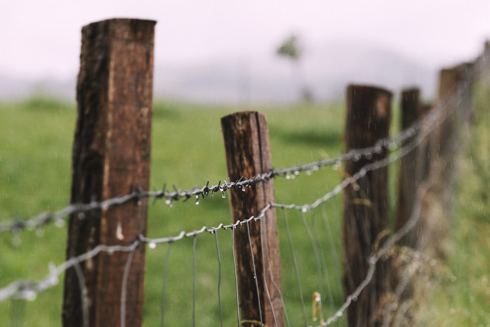 shallow focus photography of barb wire