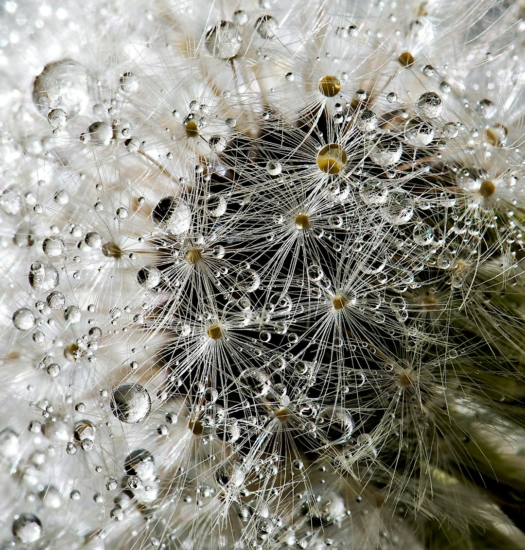 white flower with water drops