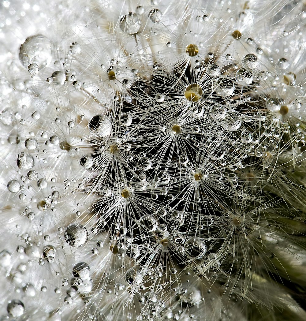 white flower with water drops