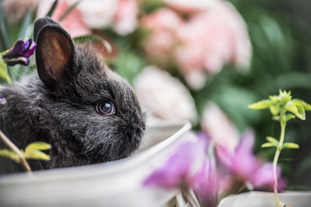 Flachfokusfotografie eines schwarzen Kaninchens in der Nähe einer grünen Pflanze