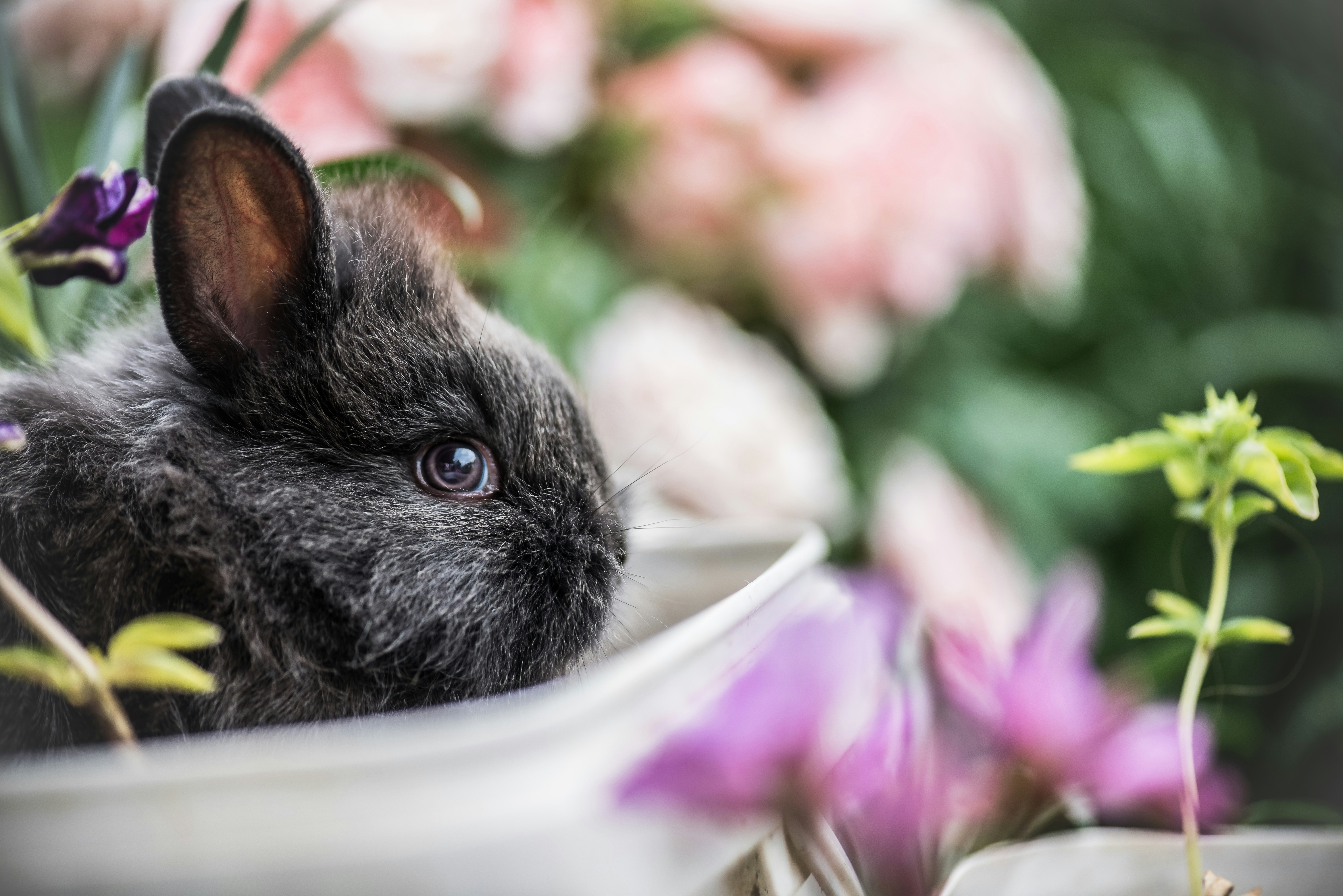 great photo recipe,how to photograph my little smokey; shallow focus photography of black rabbit near green plant