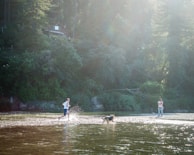 A serene forest setting with a person running through a shallow river alongside a dog, while another person stands nearby on the riverbank. Sunlight filters through the tall trees, creating a warm and inviting atmosphere.