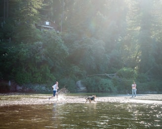 A serene forest setting with a person running through a shallow river alongside a dog, while another person stands nearby on the riverbank. Sunlight filters through the tall trees, creating a warm and inviting atmosphere.