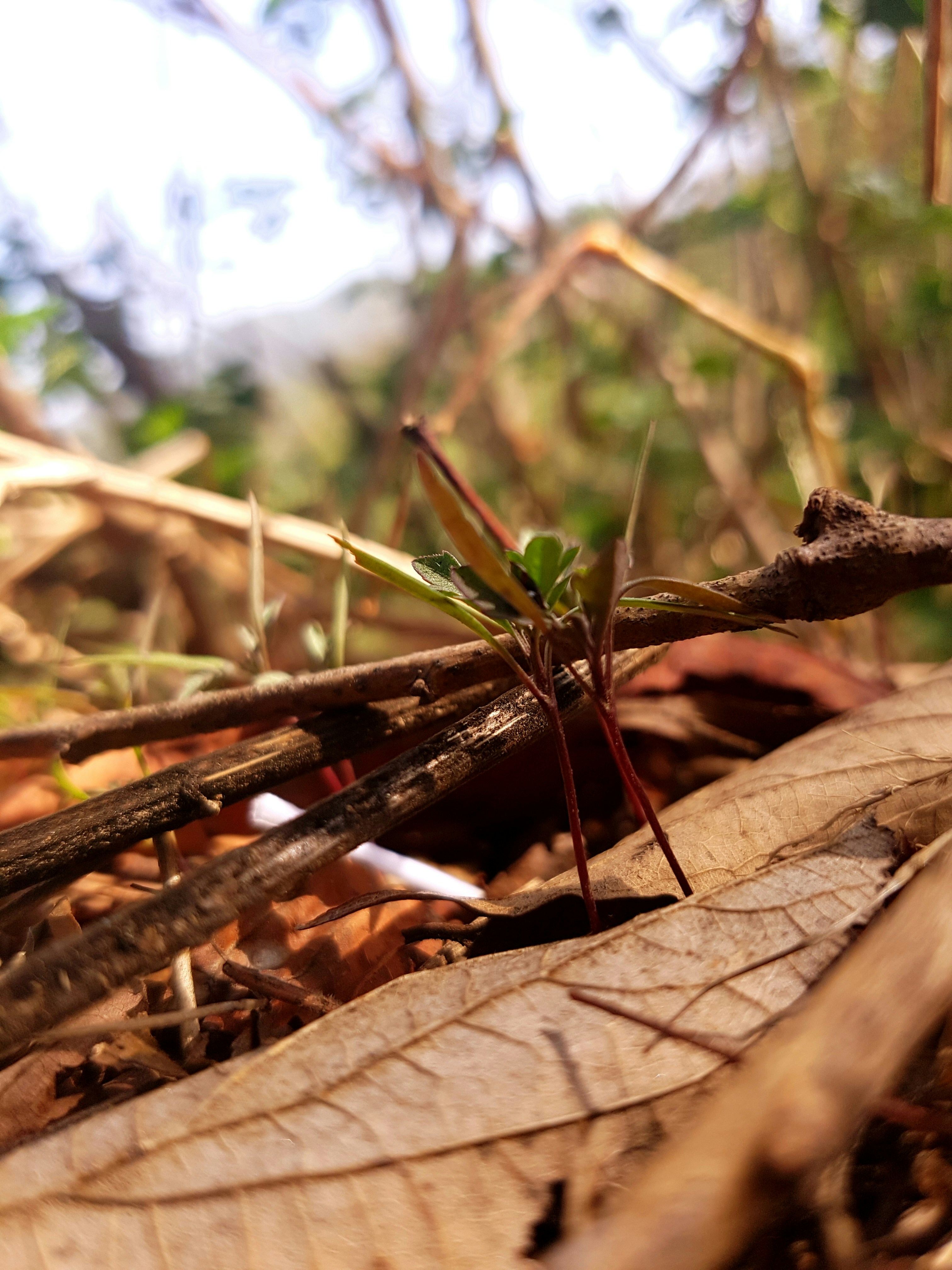 Free Unsplash photo from Ro Poudel