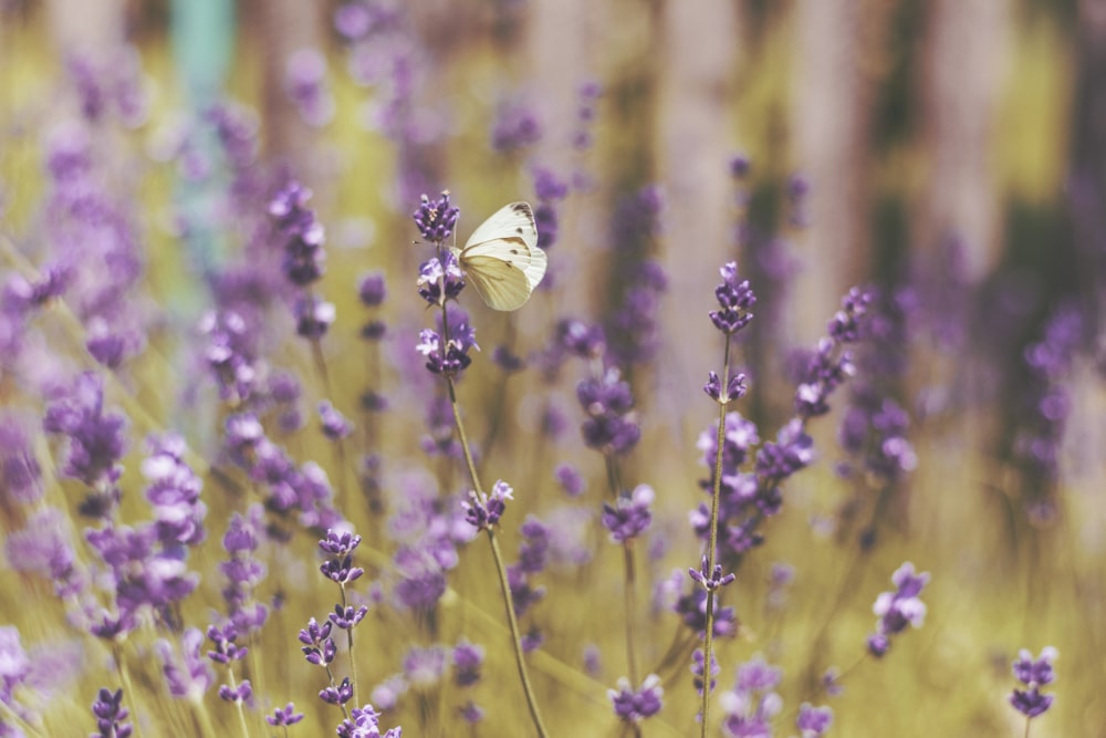 shallow focus photography of butterfly on flowers