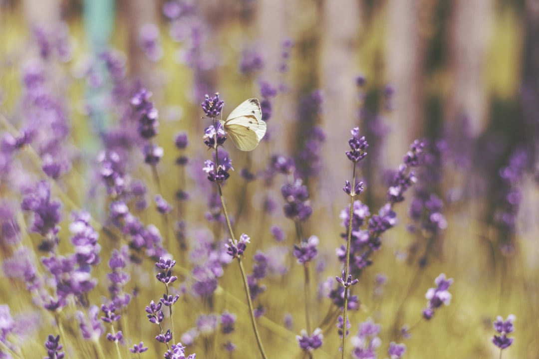 shallow focus photography of butterfly on flowers