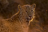 shallow focus photography of leopard