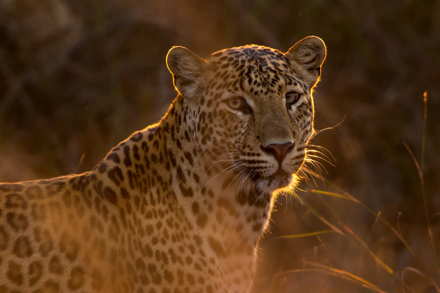 A leopard's face in shallow focus, eyes sharp against a soft green background