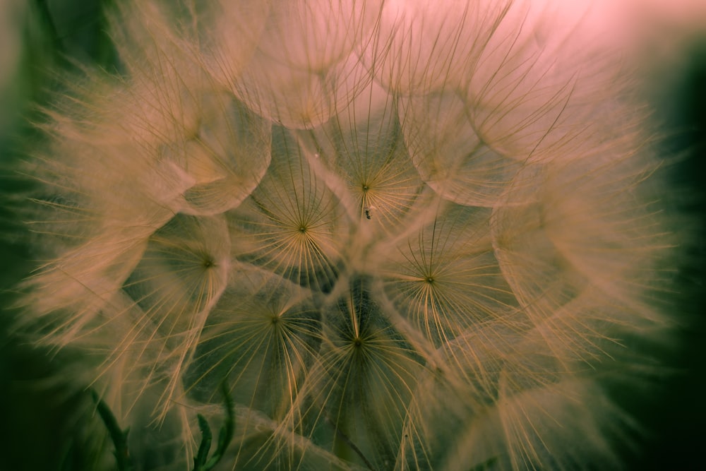 macro photography of dandelion