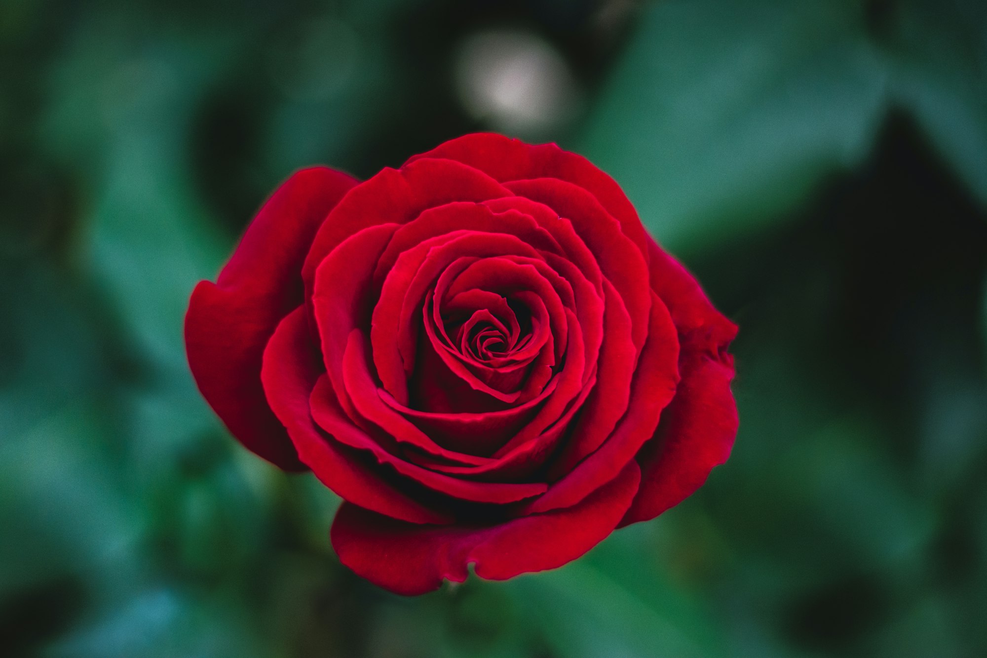 Charming red rose