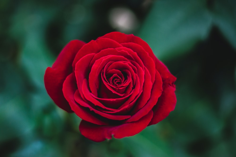 shallow focus photography of red rose