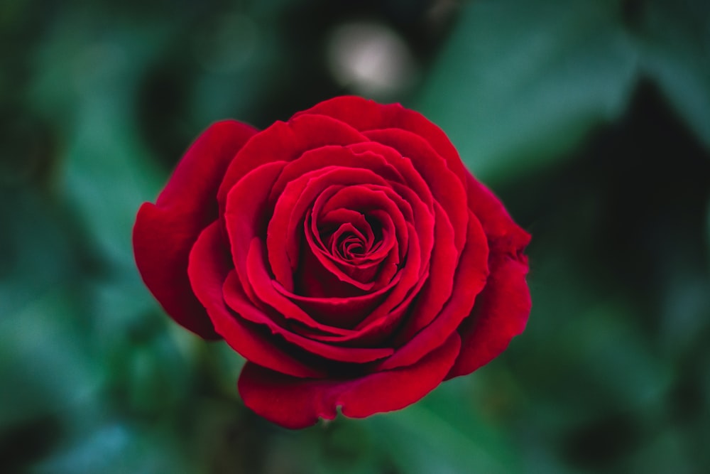 Fotografía de enfoque superficial de Red Rose