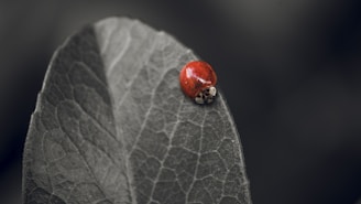 A close-up of a microwave oven door with a ladybug decal on the handle.
