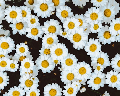 bed of daisies
