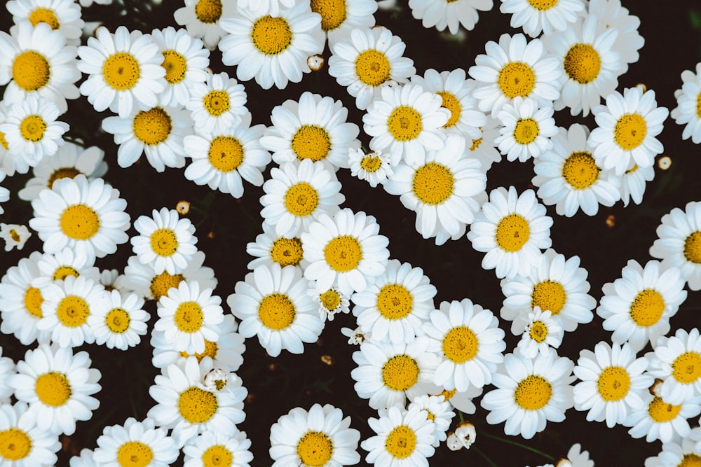 500 Daisy Pictures Download Free Images On Unsplash - 