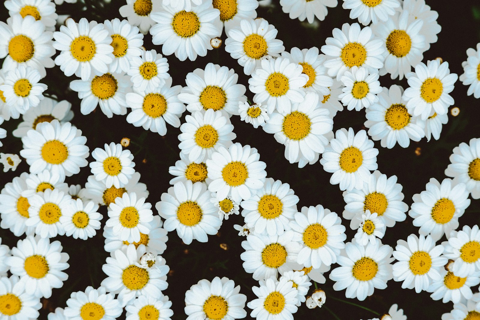 Fujifilm XF 35mm F2 R WR sample photo. Bed of daisies photography