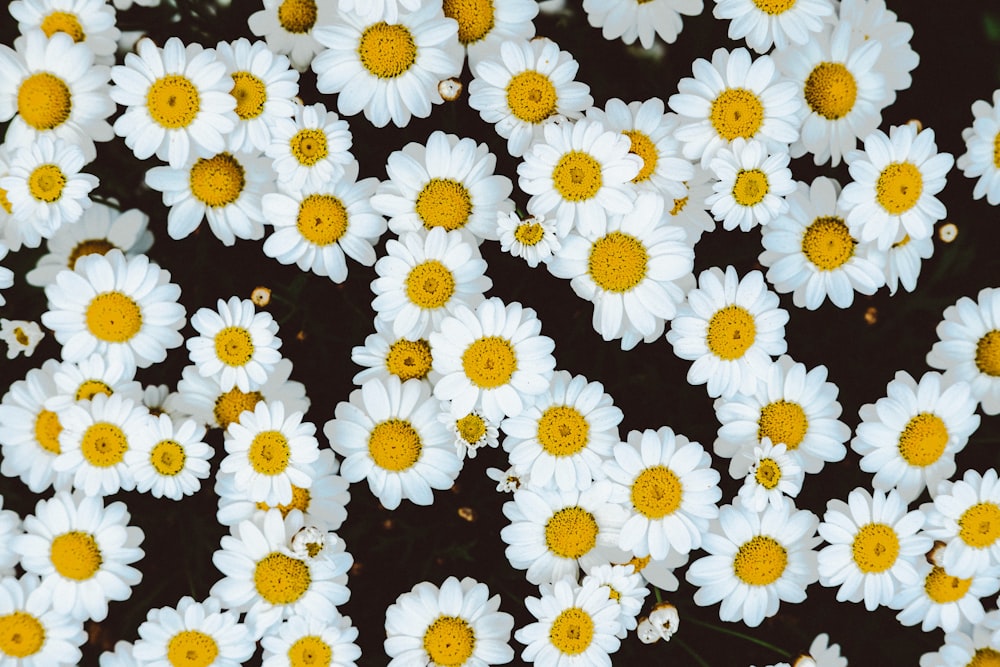 Bett aus Gänseblümchen