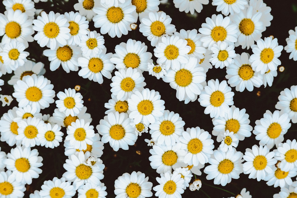 A field of small white daisies, an everyday symbol of sympathy