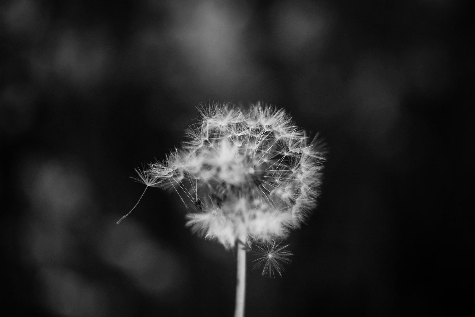 Canon EF 35-80mm f/4-5.6 sample photo. Dandelion grayscale photo photography