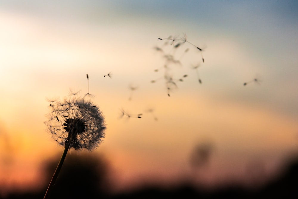 shallow focus photography of dandelion