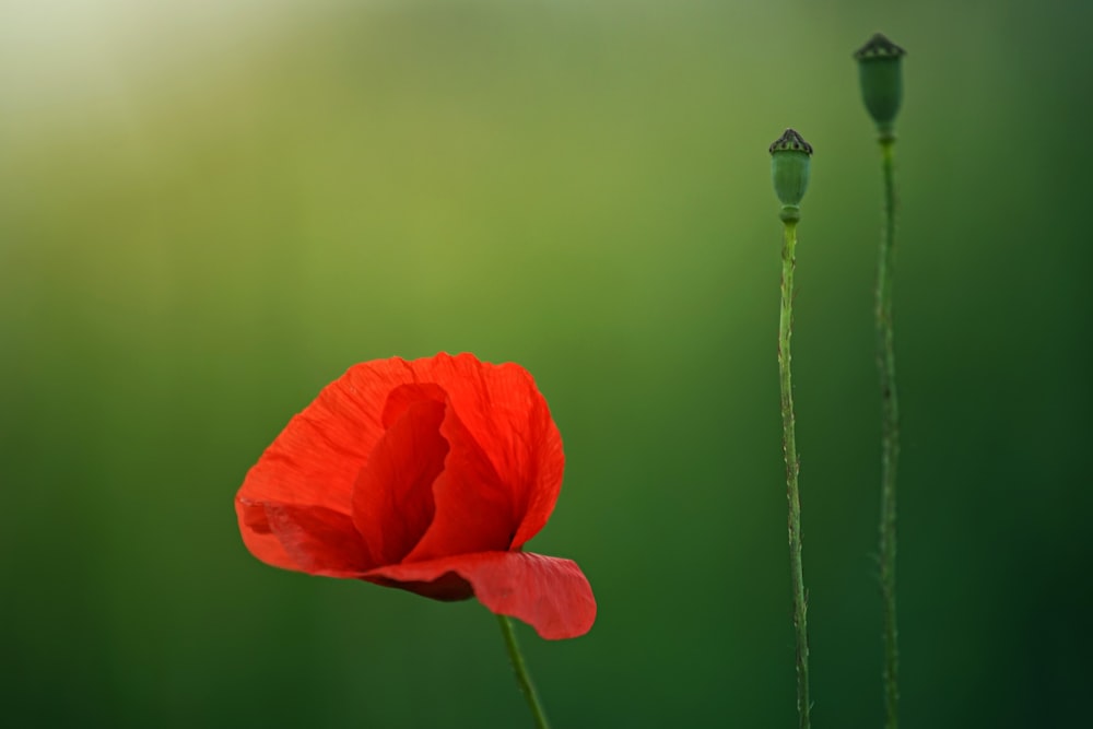 close-up photography of red petaled flower