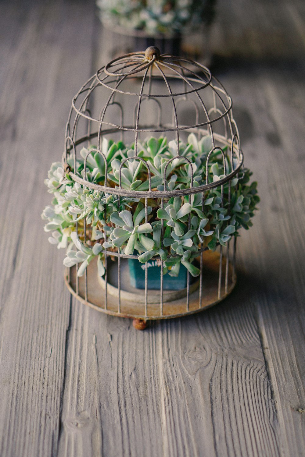 Plante succulente verte en cage