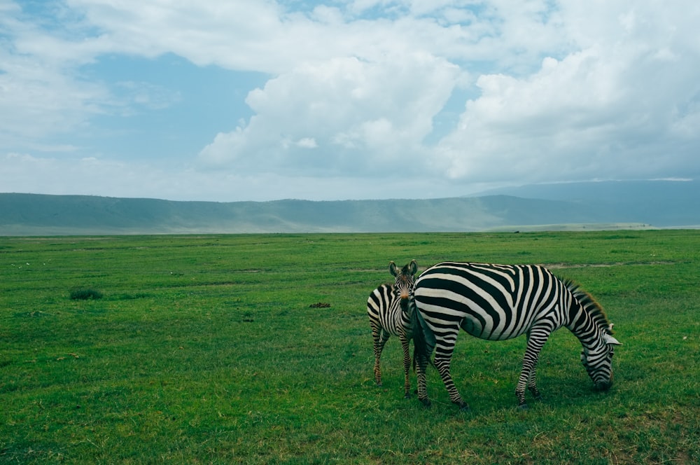 Zebra frisst Gras