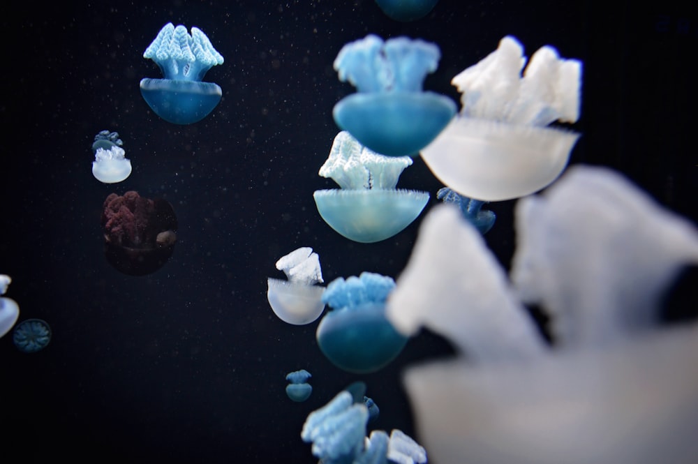 fotografia subaquática de águas-vivas azuis e brancas
