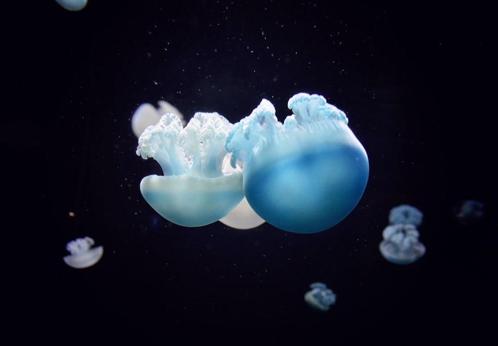 school of blue jellyfishes