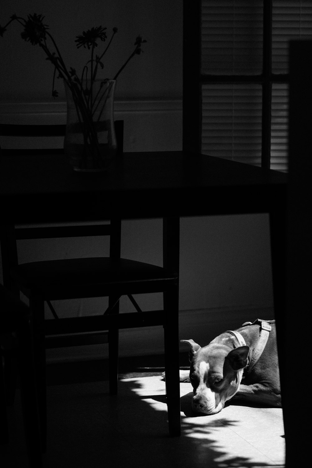 a black and white photo of a dog laying under a table