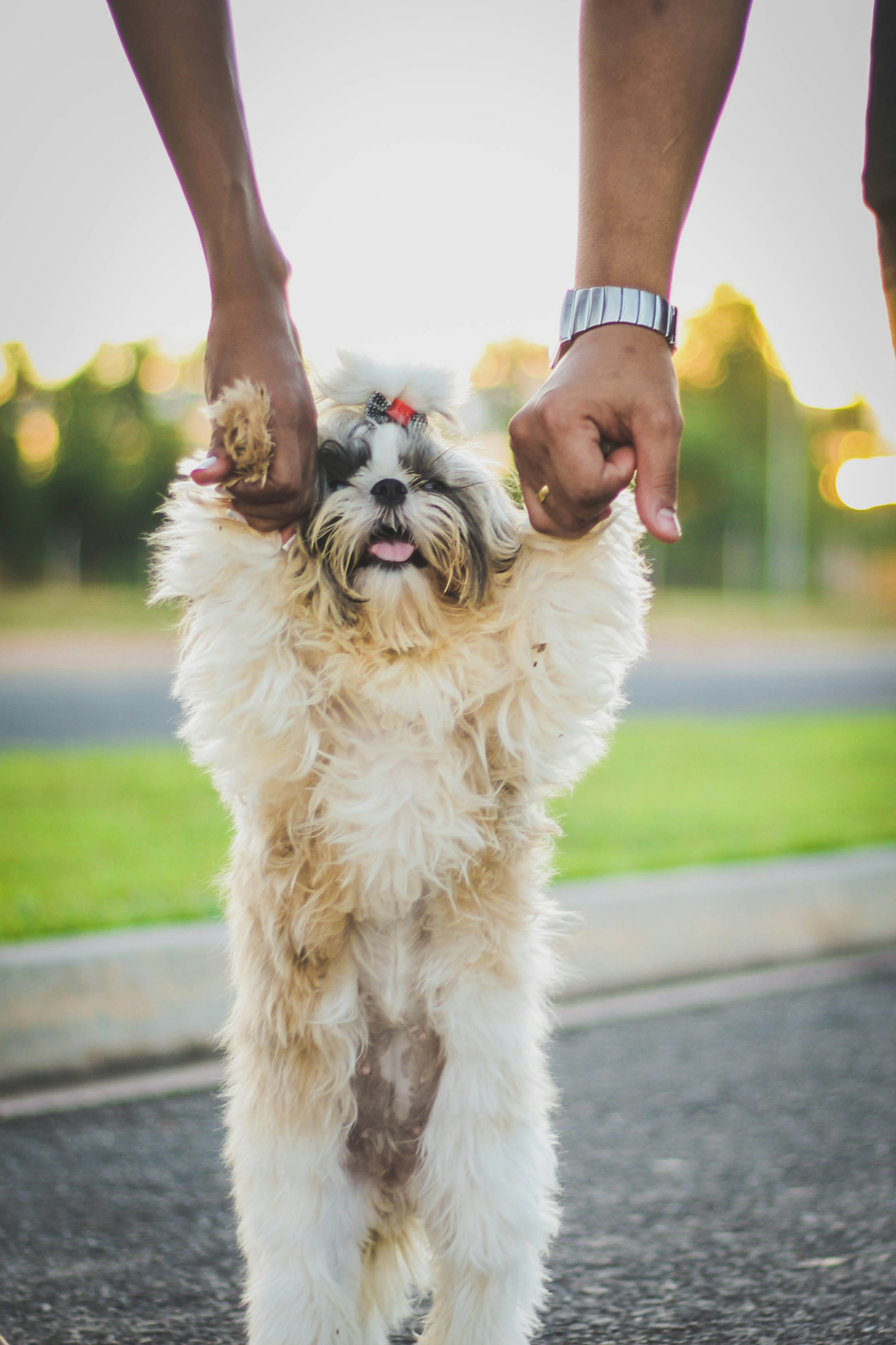Small fluffy white dog with bow, freshly groomed, happy expression outdoors