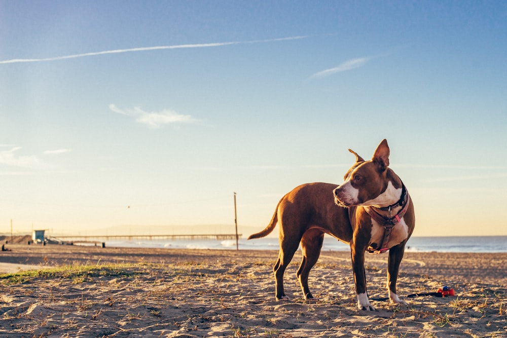 short-coated brown and white dog