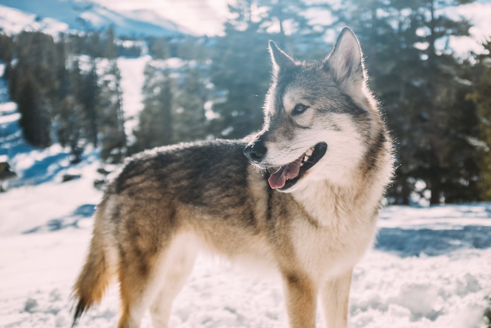 grey wolf on snow field